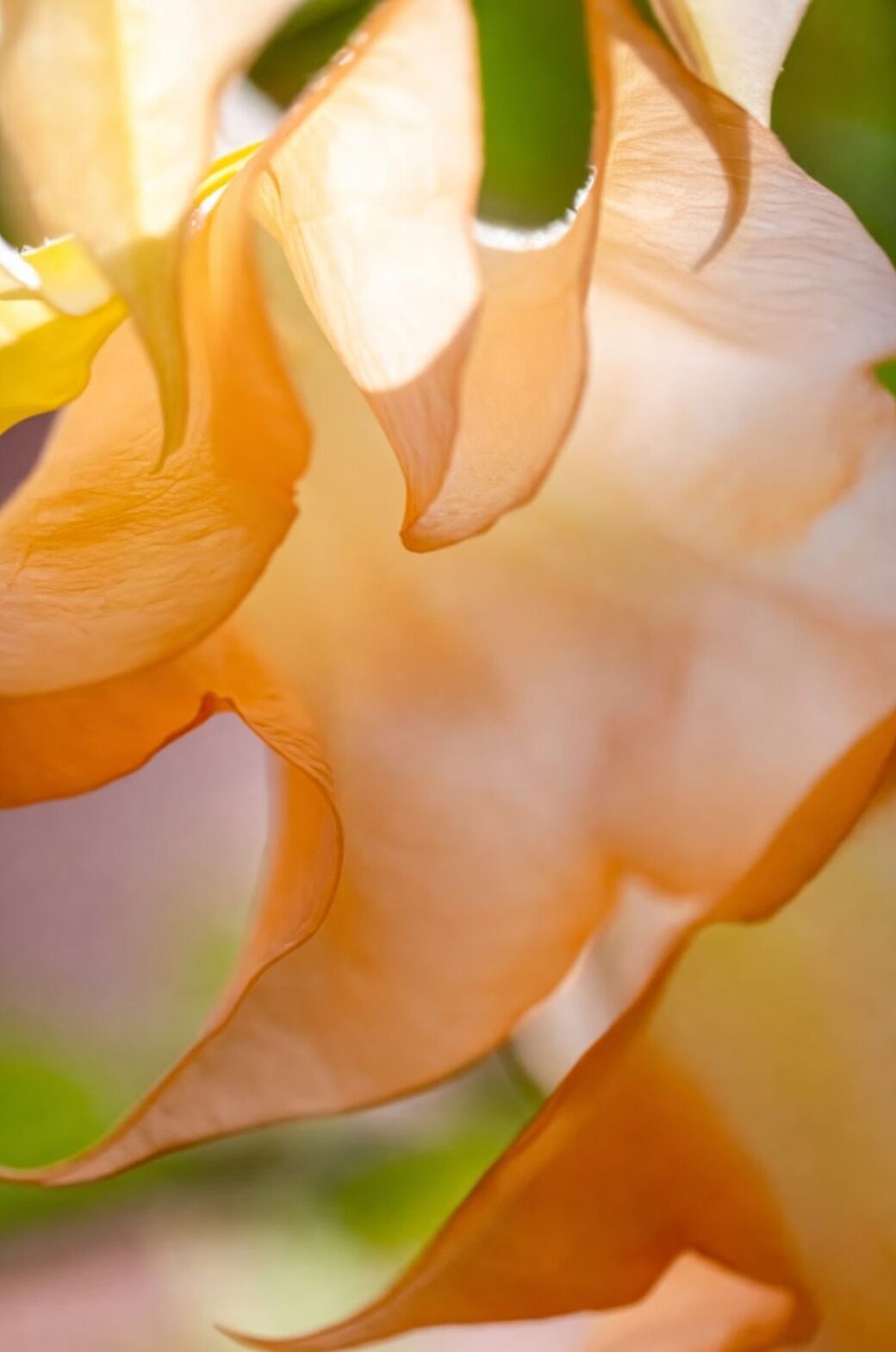 cymbidium petal macro waxy sheen