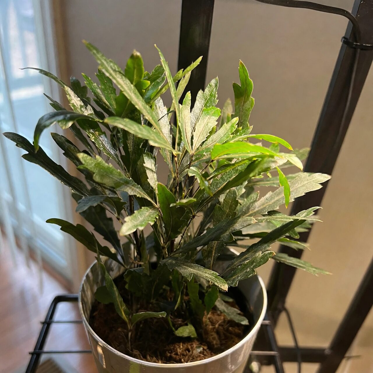 false aralia watering can drainage