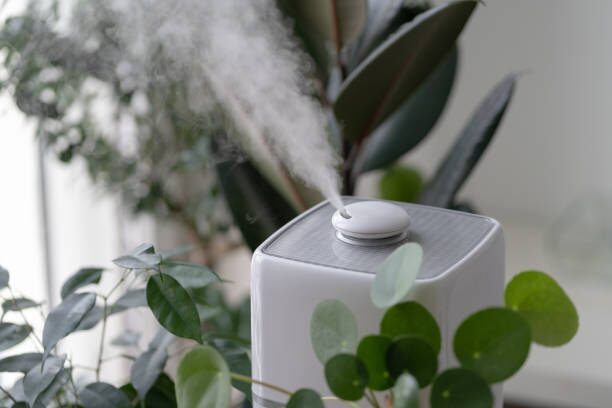 false aralia pebble tray humidifier