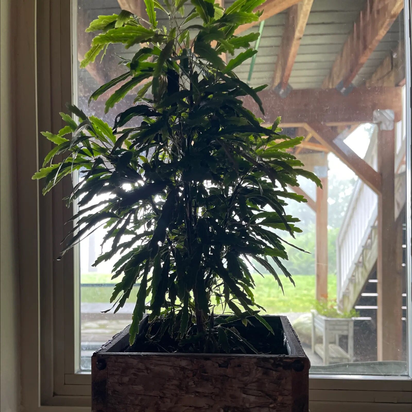 false aralia thermometer window draft
