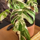 false aralia bottom watering soak