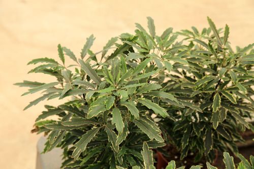 false aralia pruning tip cuttings