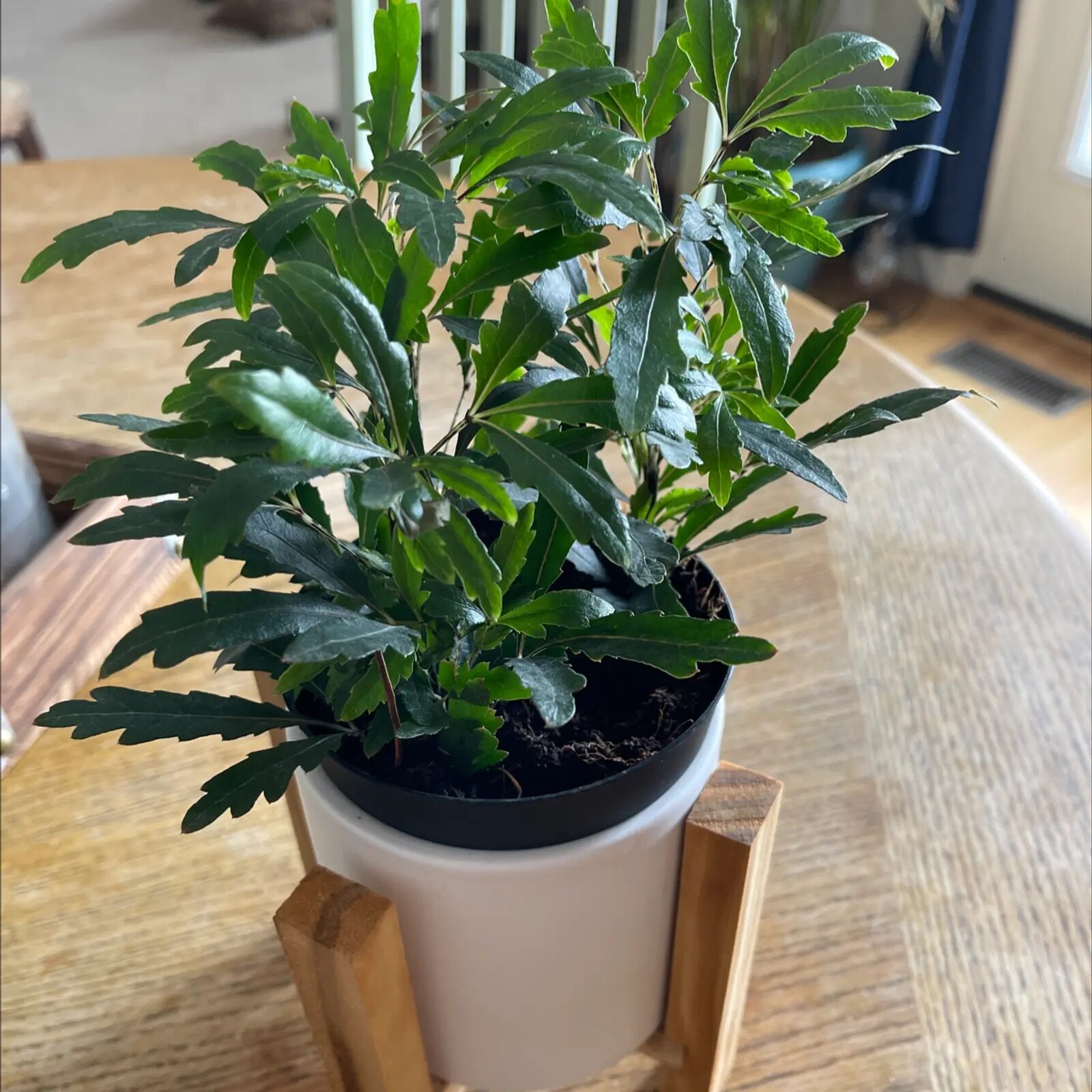 Scale Siege! Gentle but Ruthless Ways to Beat Scale and Aphids on Ming Aralia