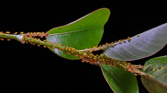 false aralia aphids leaf underside close-up