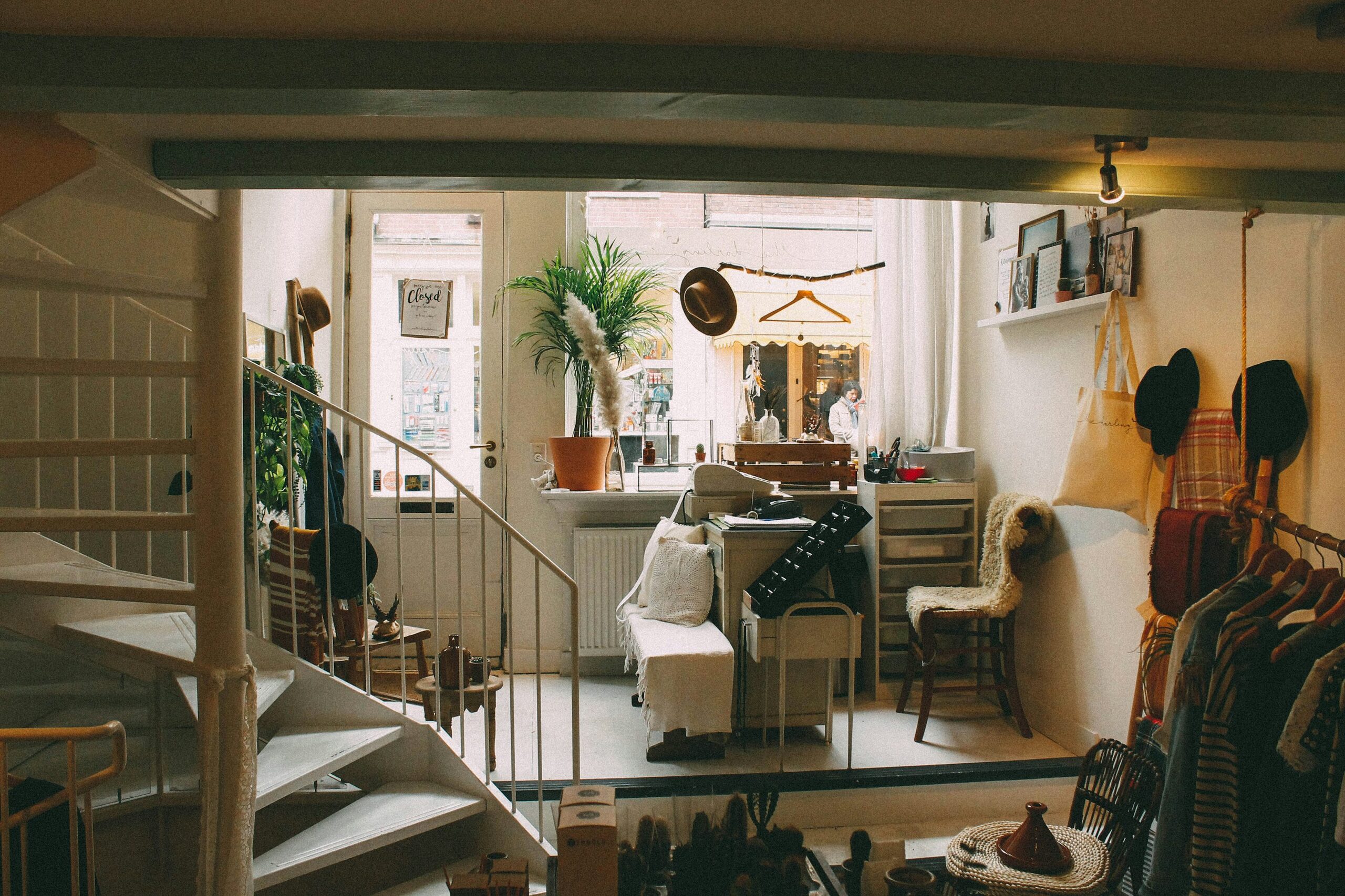 From Madagascar’s Understory to Your Studio Apartment: The Wild Journey of False Aralia