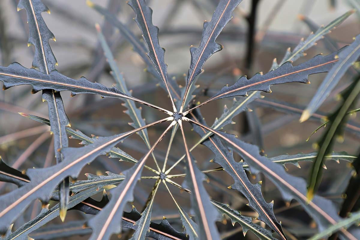 false aralia finely cut leaves close-up