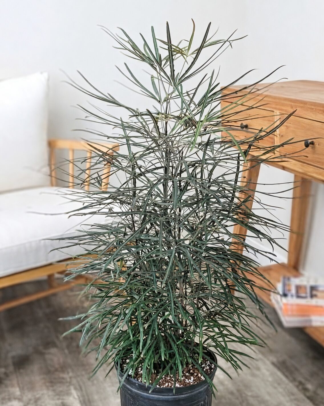 false aralia pruning stems shears