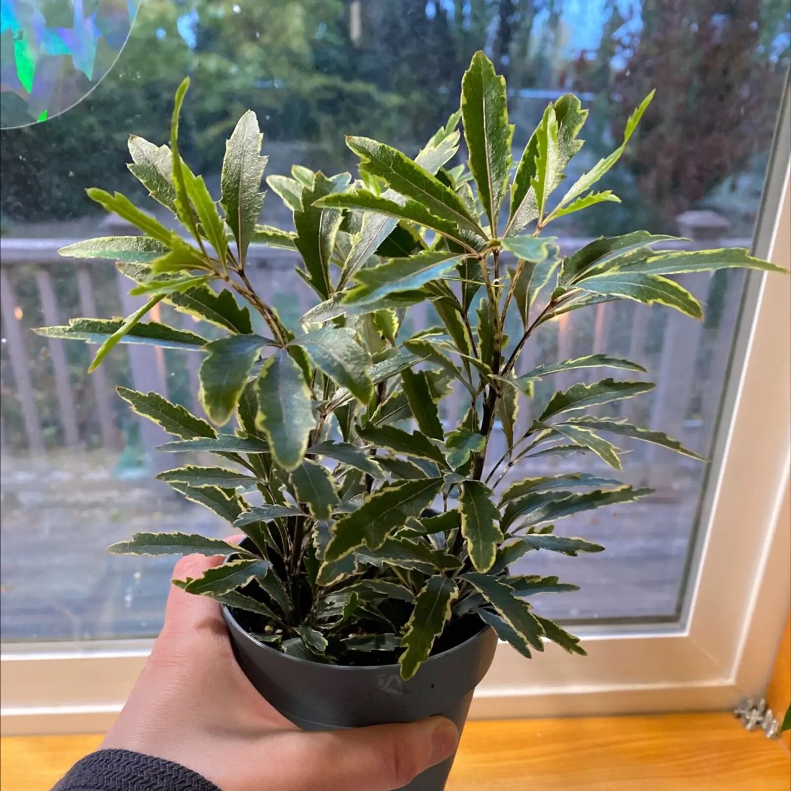 false aralia stem cutting water propagation
