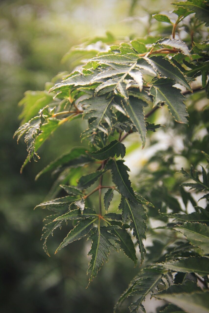 false aralia leaf close-up