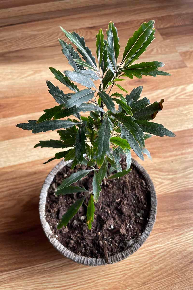 false aralia stem cuttings rooting