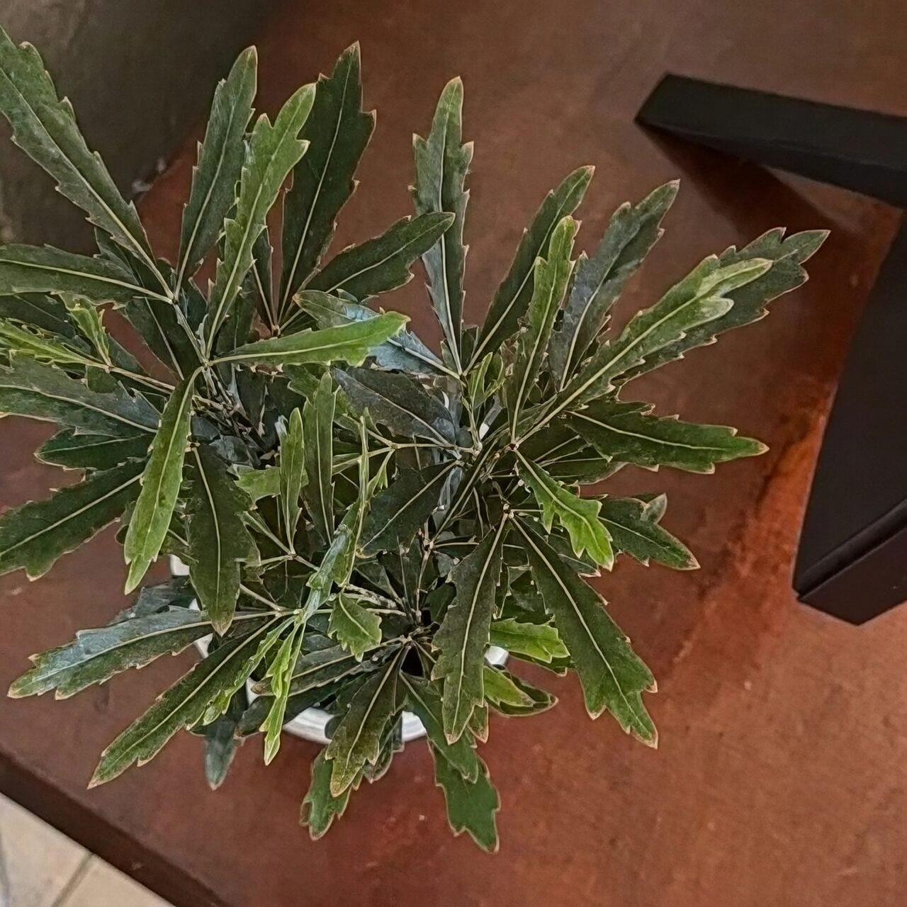 false aralia grand opening gift