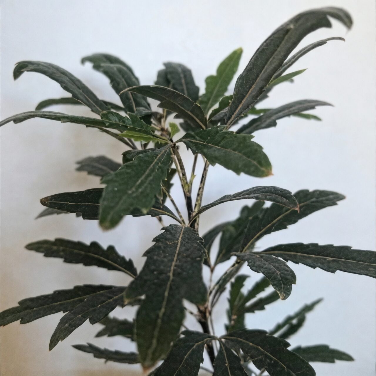 false aralia entryway corner