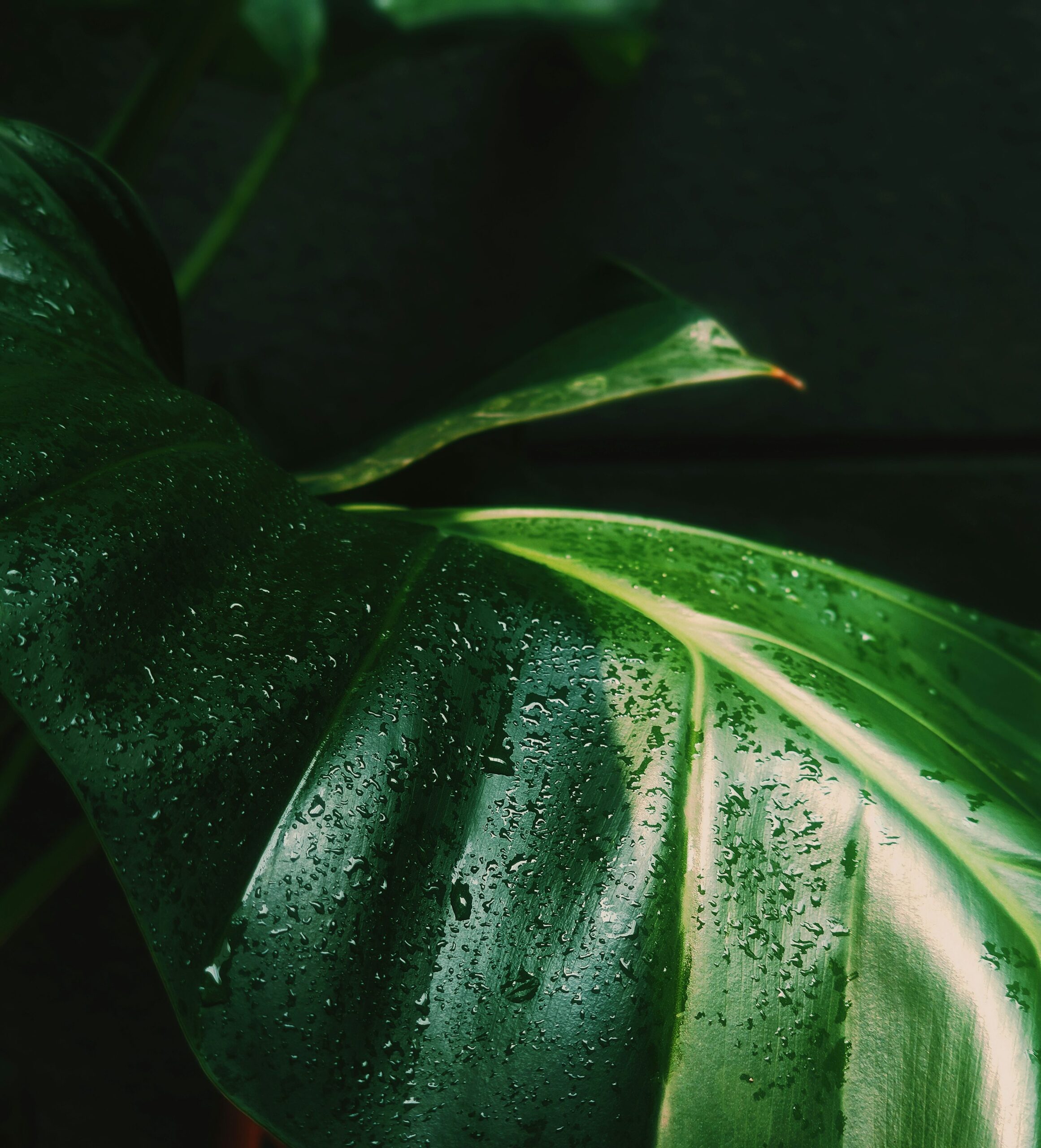 false aralia leaf close up
