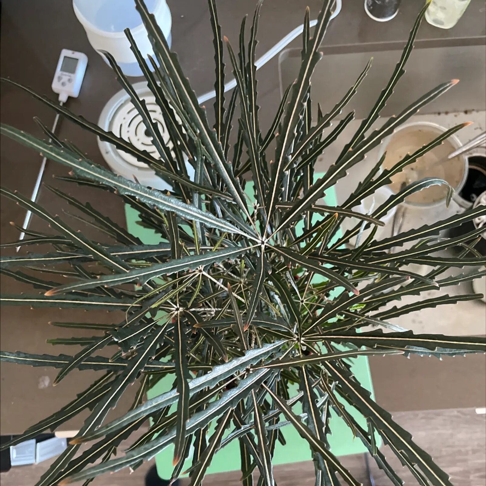 false aralia pruning with shears