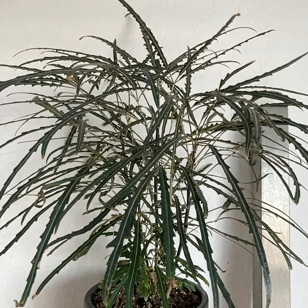 Feathery Foliage, Small Footprint: Styling False Aralia for Bright, Calm Interiors