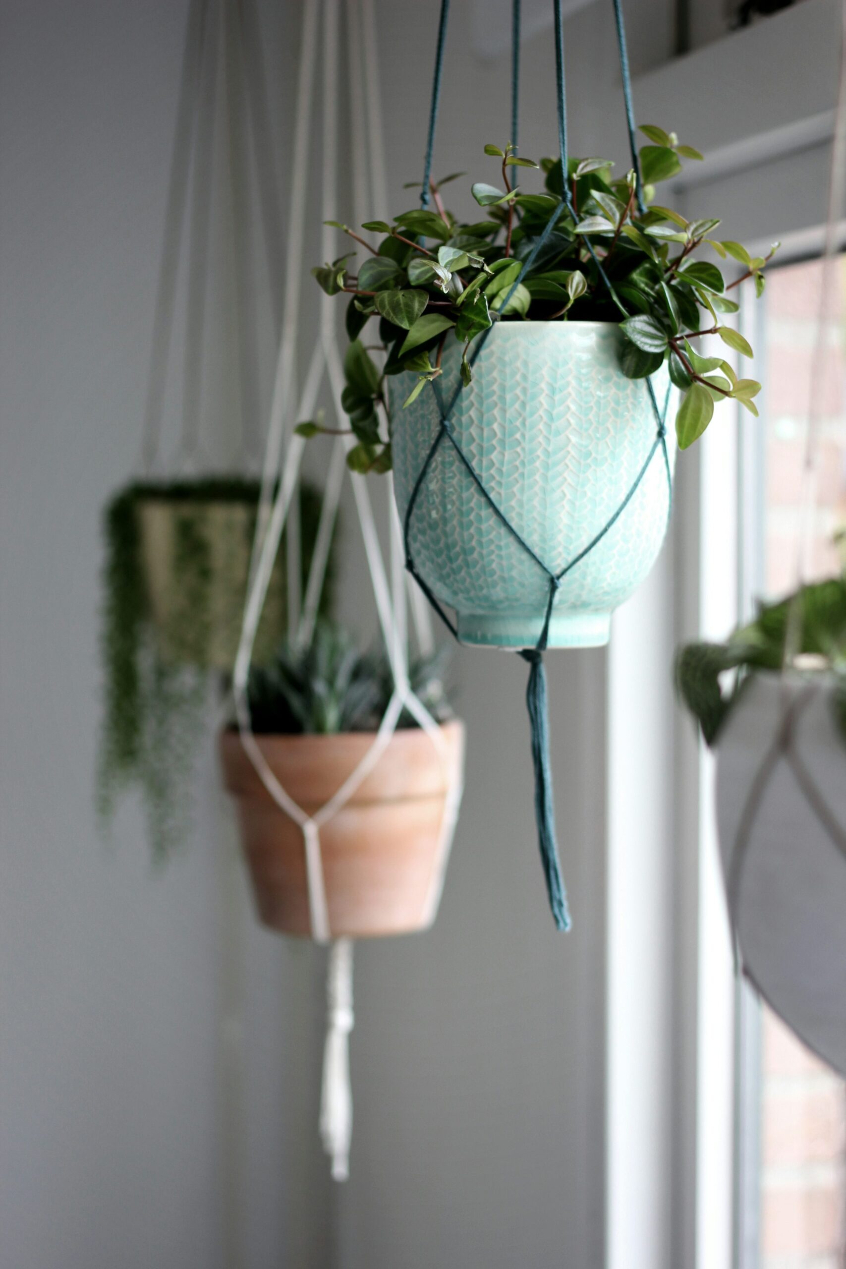 false aralia matte cylinder planter