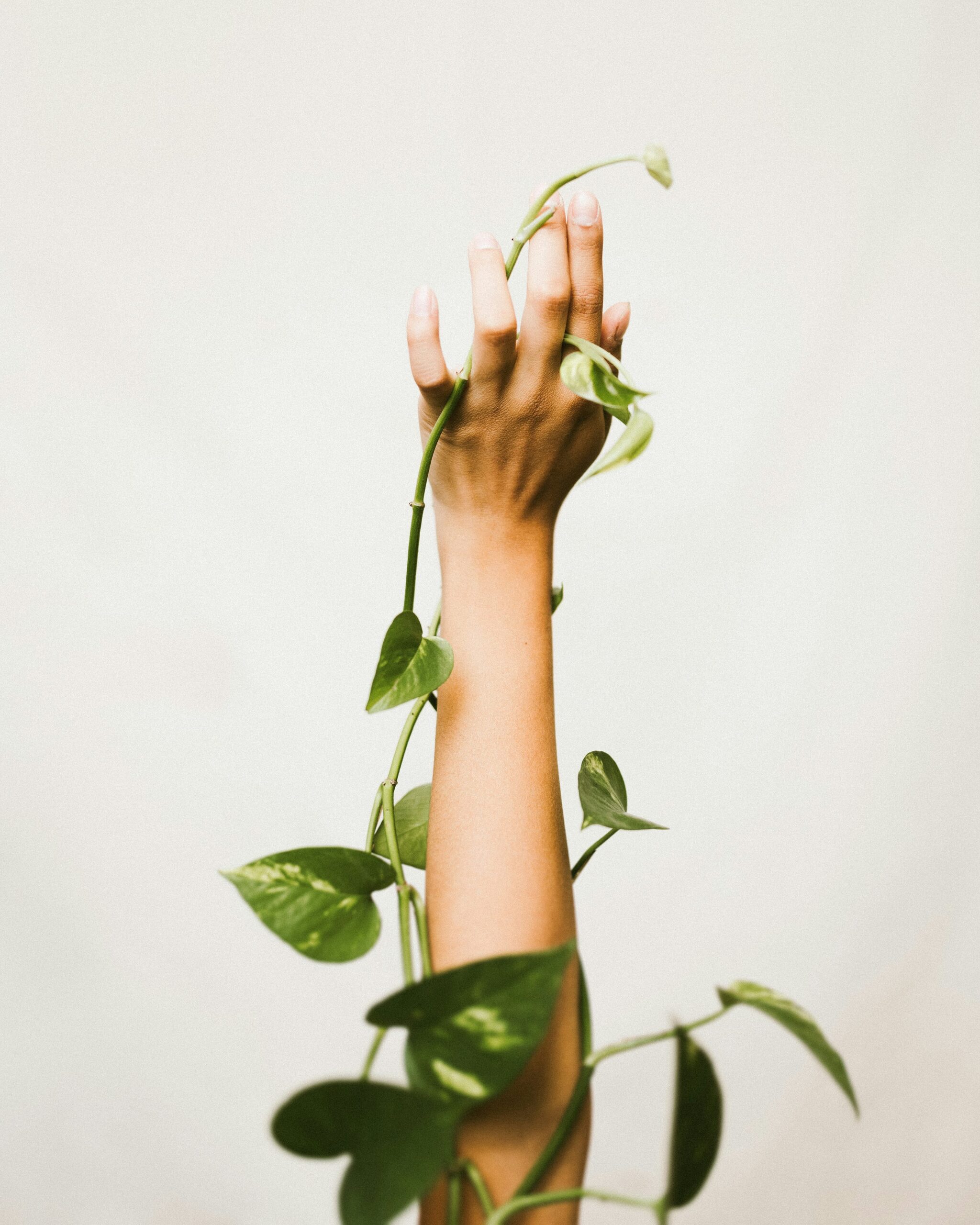 false aralia pruning hands