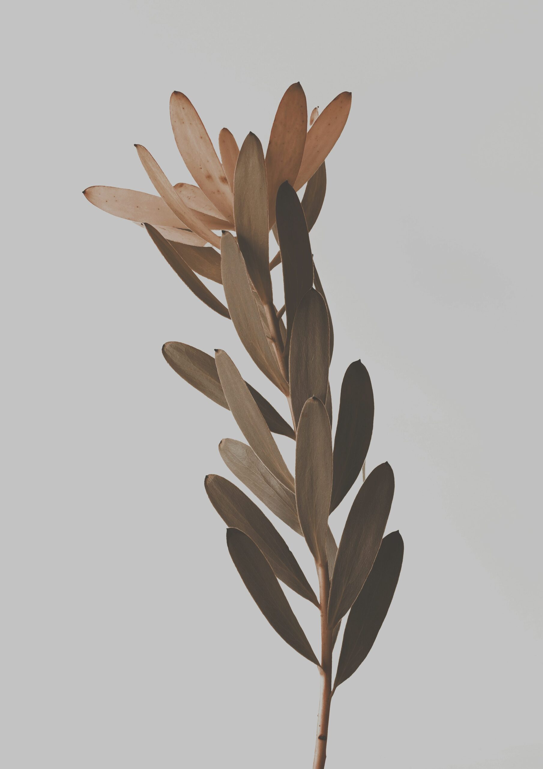 false aralia stem tip cutting