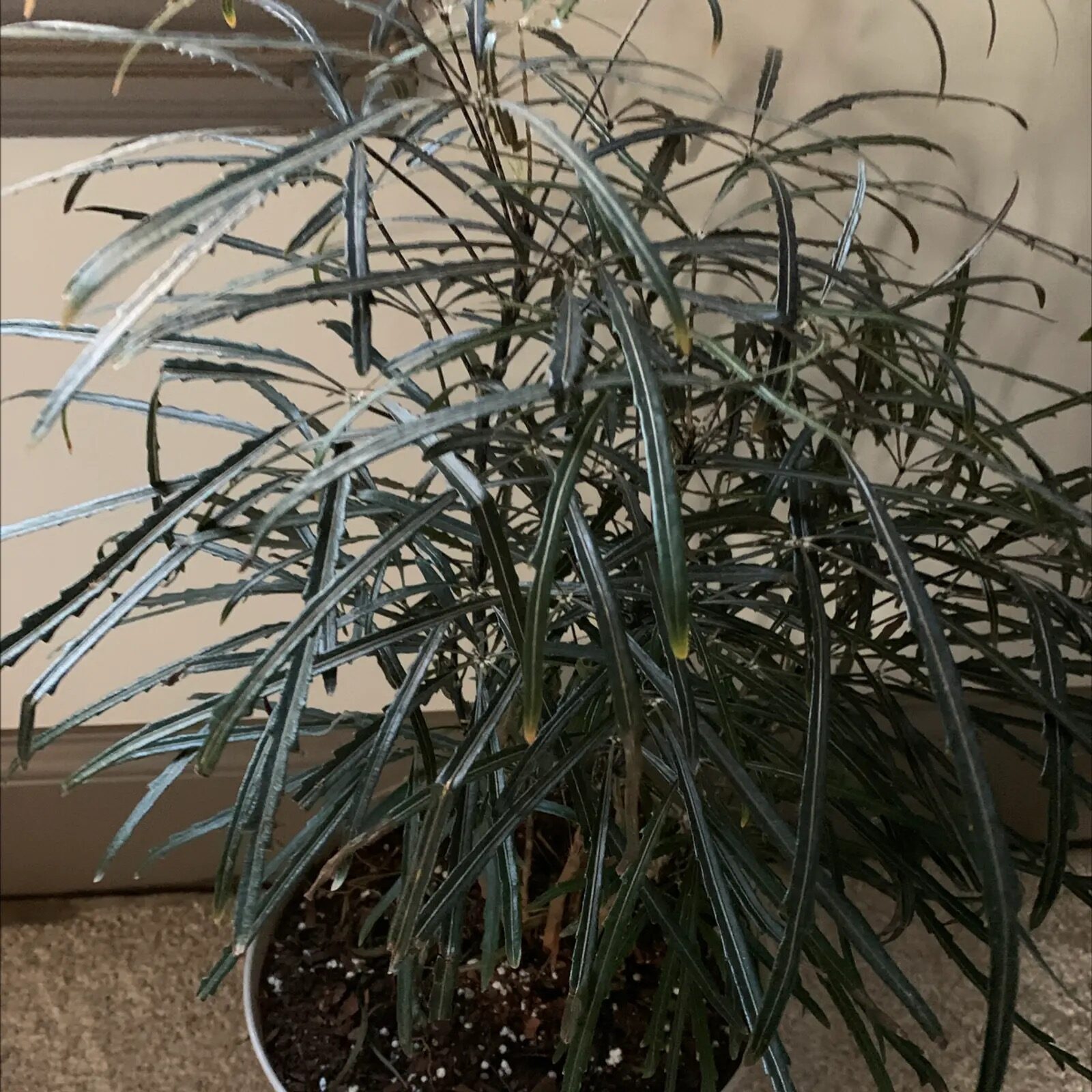 false aralia cutting coarse sand