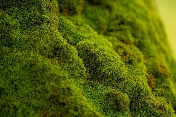 false aralia air layering moss