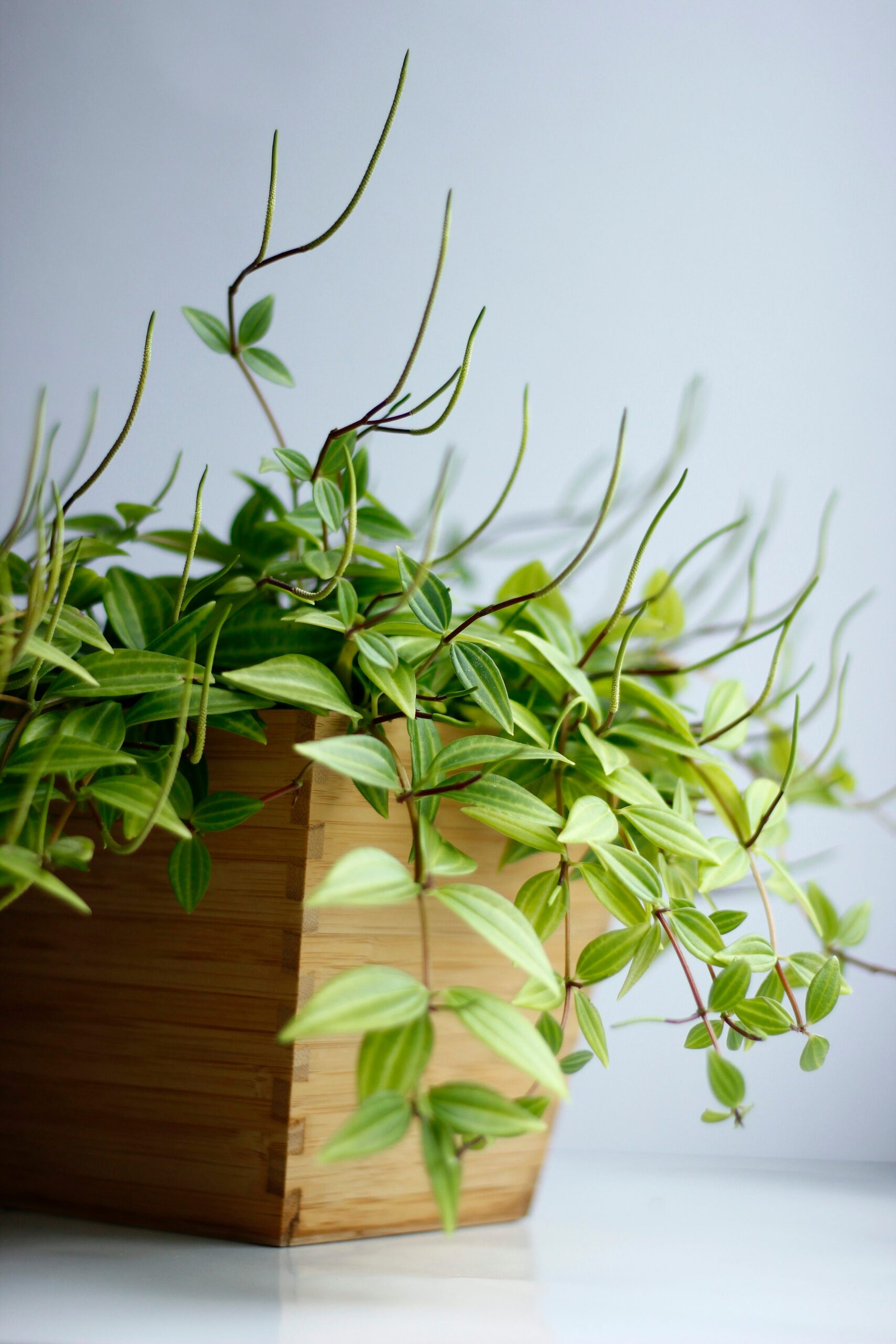 false aralia pruning above node