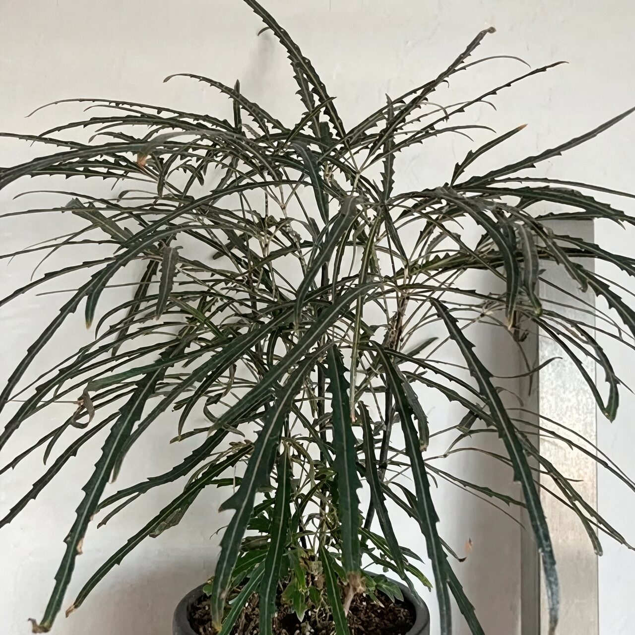 false aralia by sheer curtain