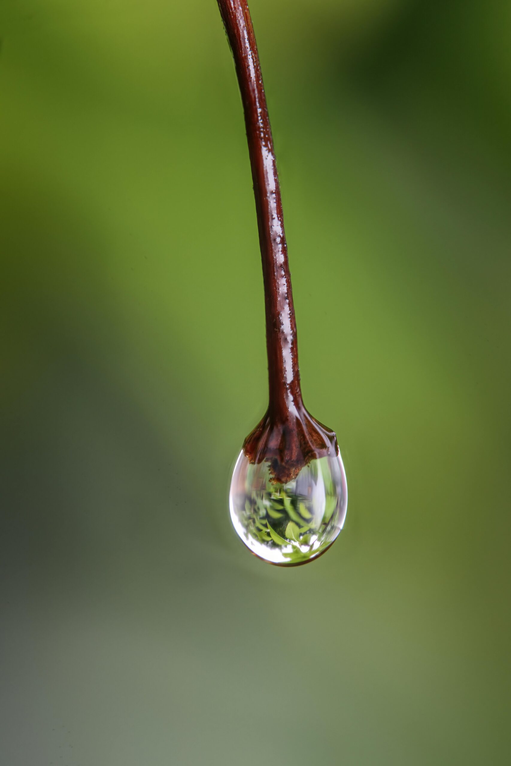 false aralia air layering stem
