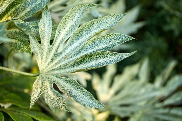 false aralia repotting hands soil