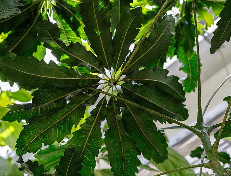Tropical Texture Outdoors: Growing False Aralia as a Shade Shrub in Frost-Free Gardens