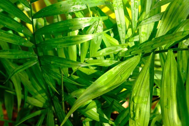 false aralia under palm canopy