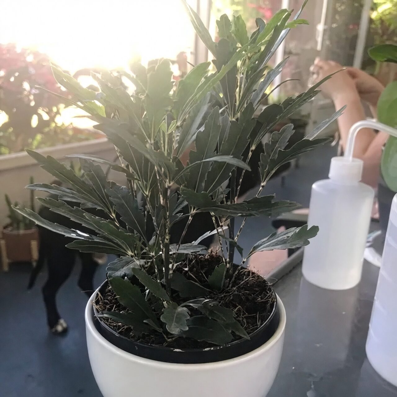 false aralia with monstera calathea