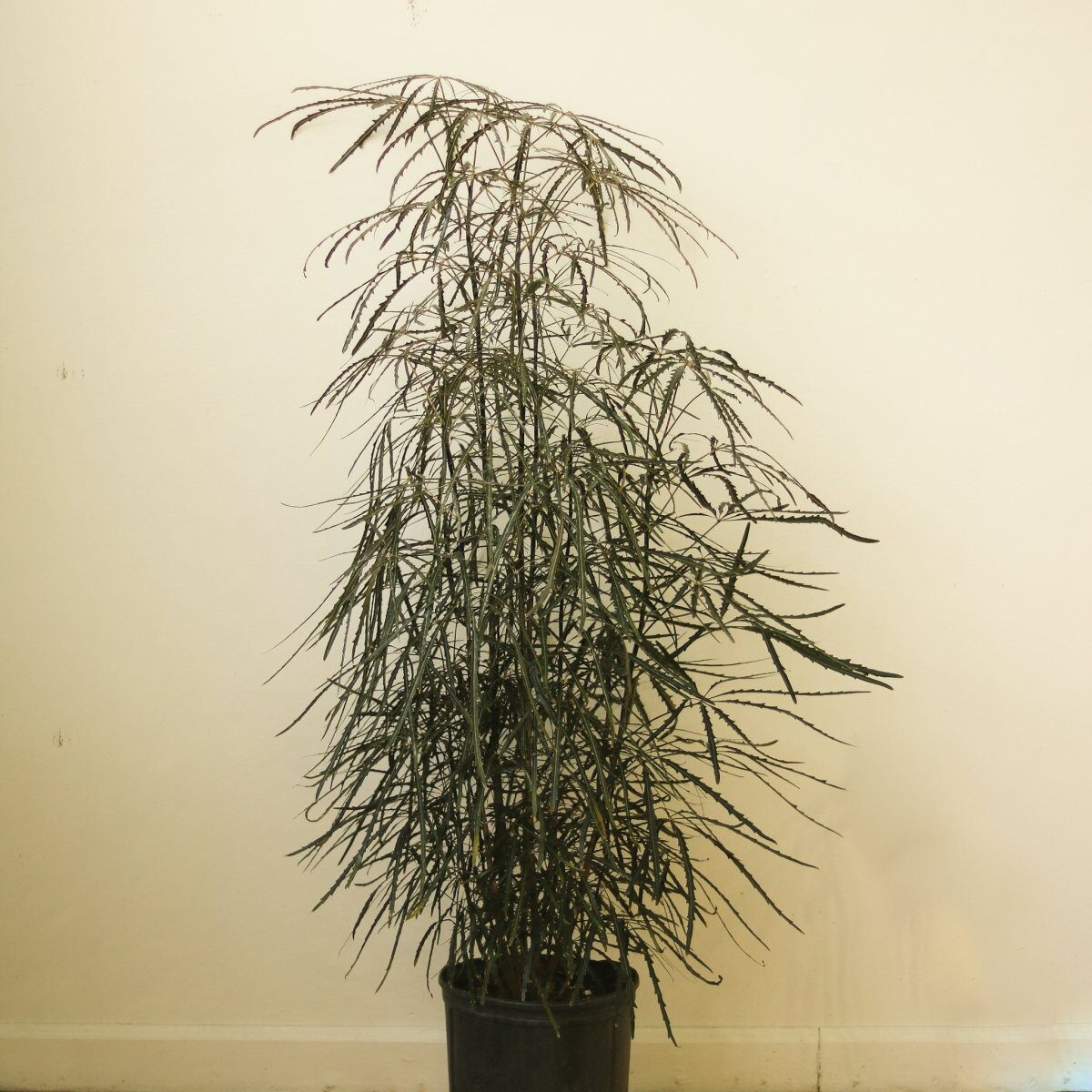 New Plant, No Stress: A 7‑Day Acclimation Plan for False Aralia