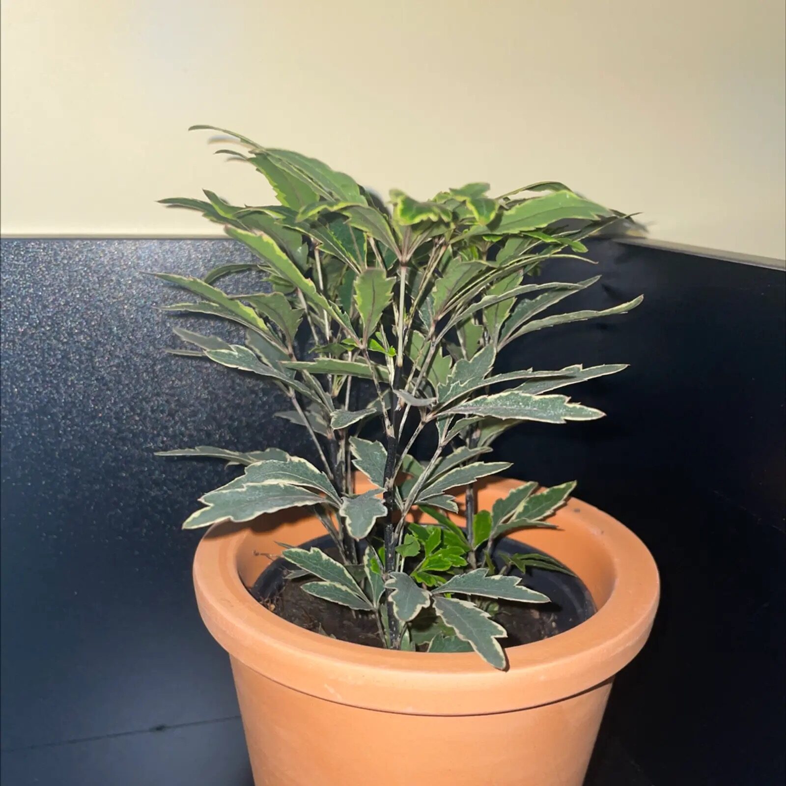 false aralia potting mix sand
