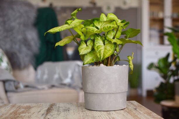 arrowhead vine moss pole indoor
