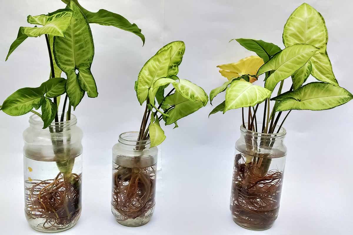arrowhead vine water propagation jar