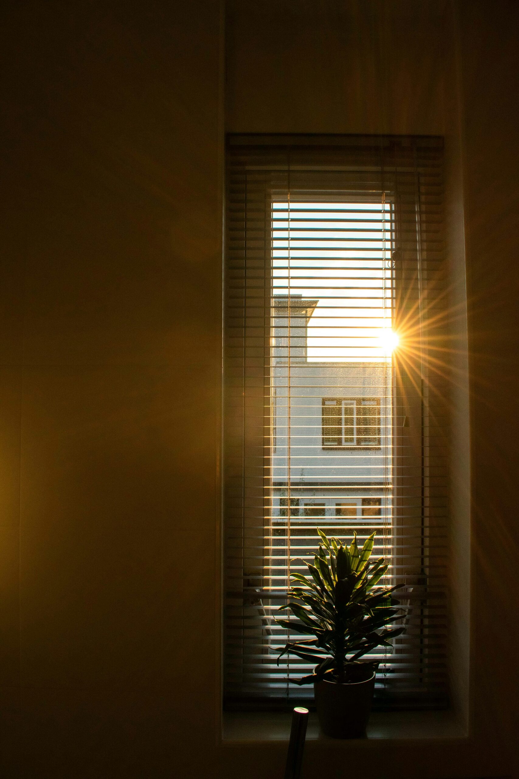 syngonium east window morning sun