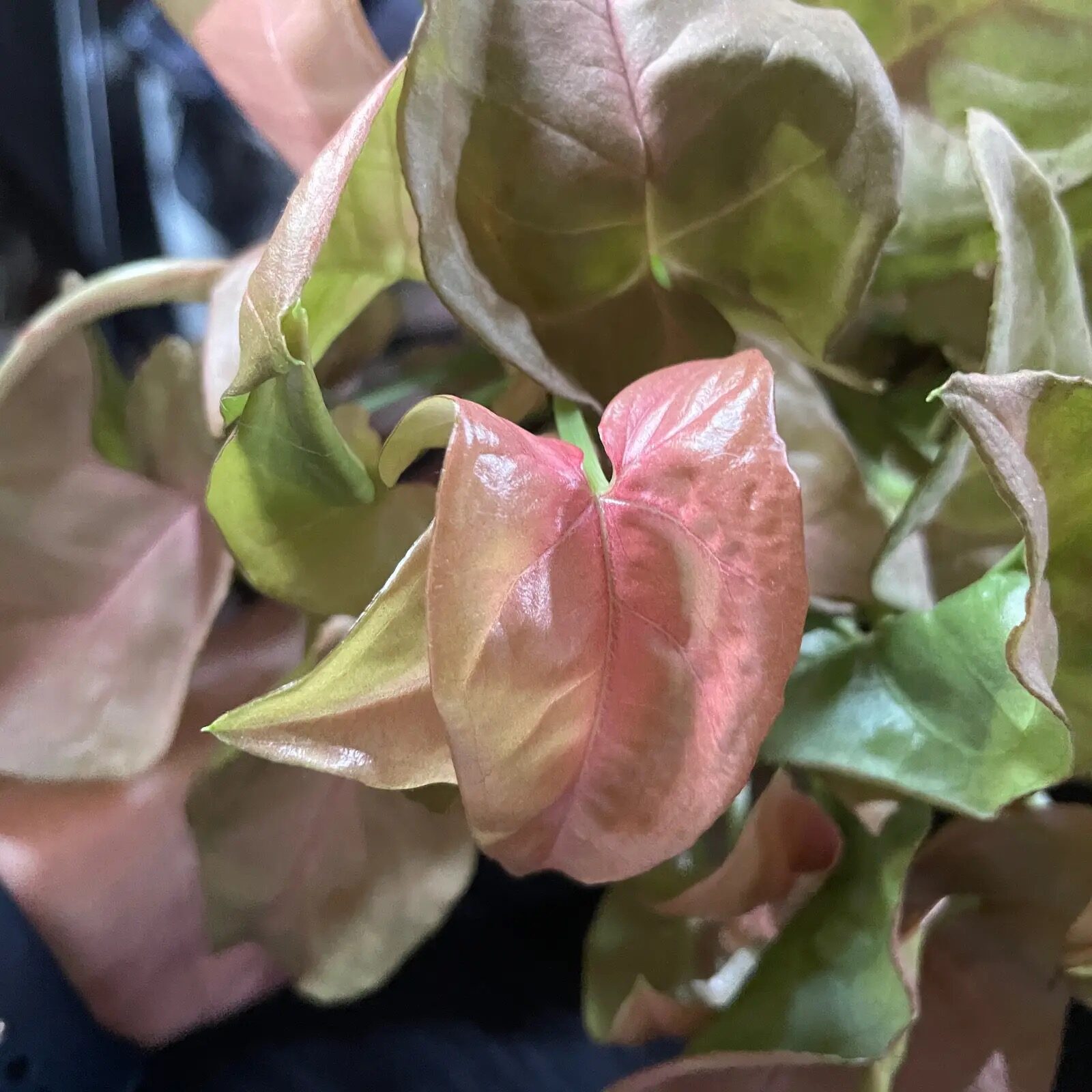 syngonium behind sheer curtain