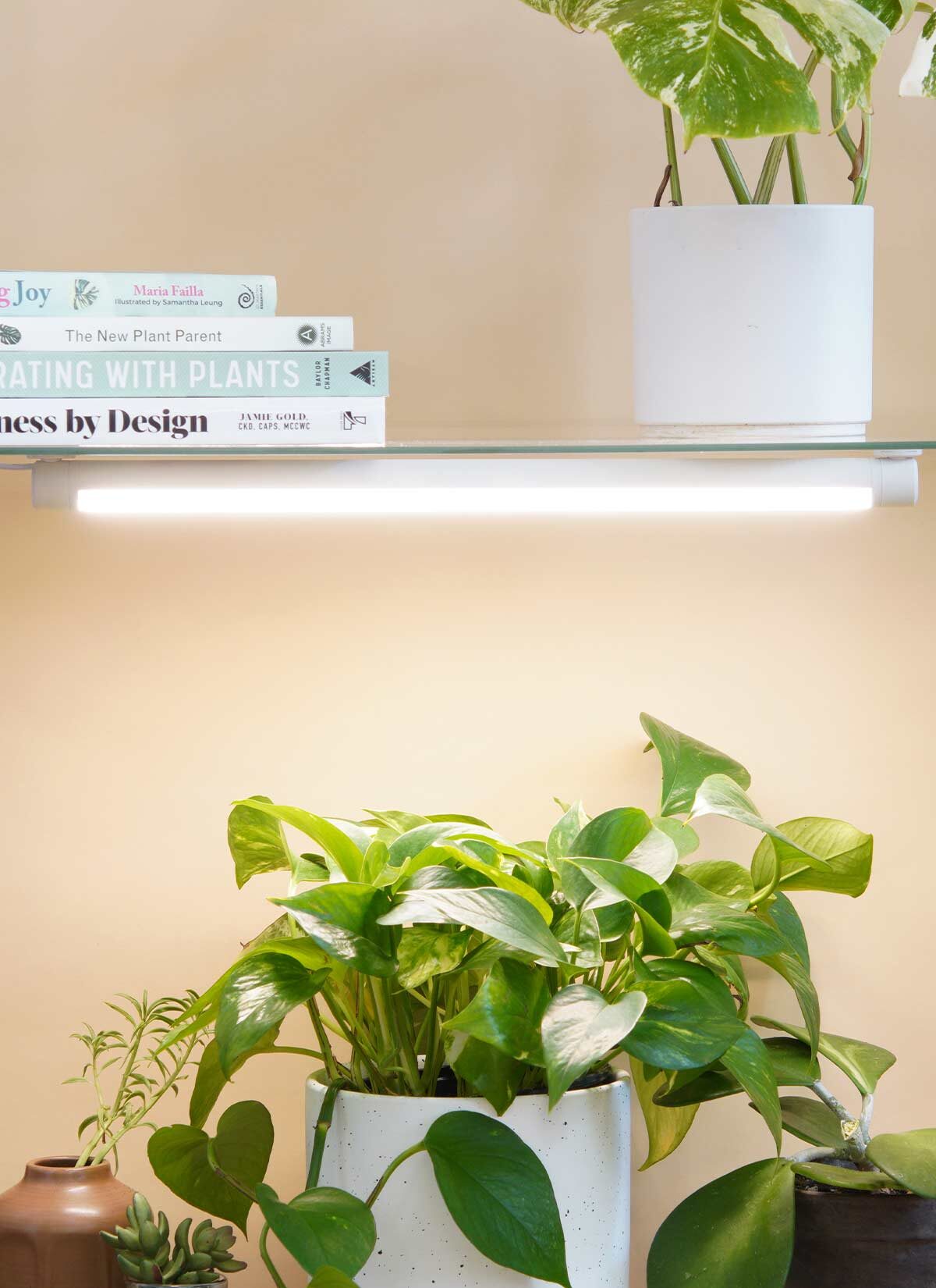 syngonium under LED grow light