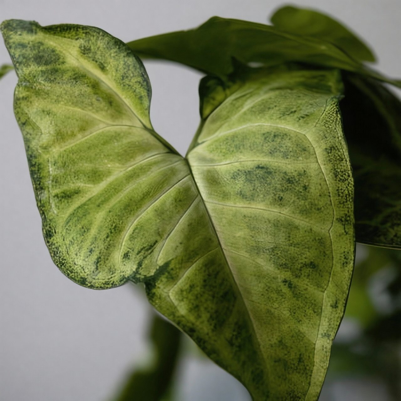 syngonium leaves scorch reversion close-up