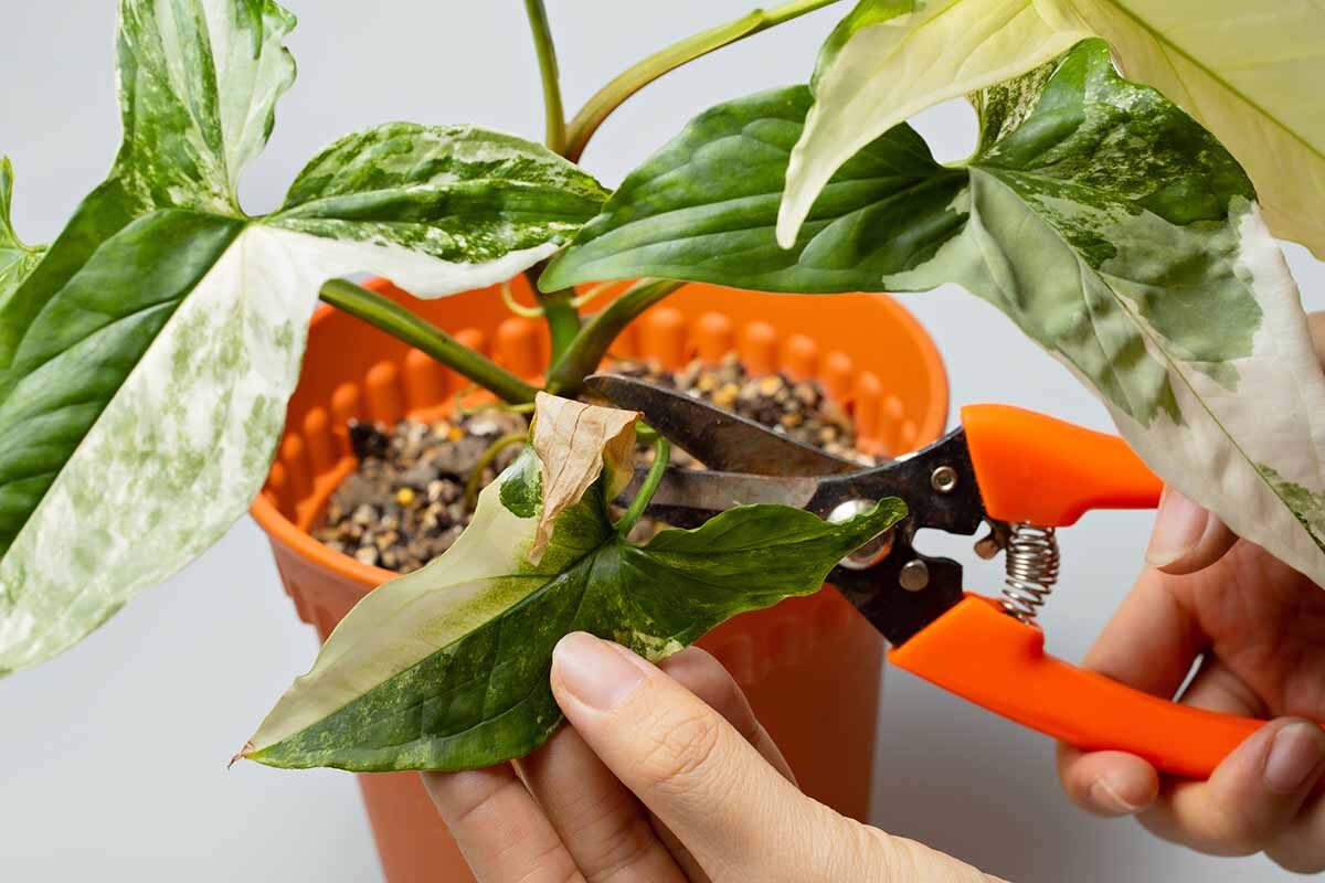 arrowhead vine repotting roots trim