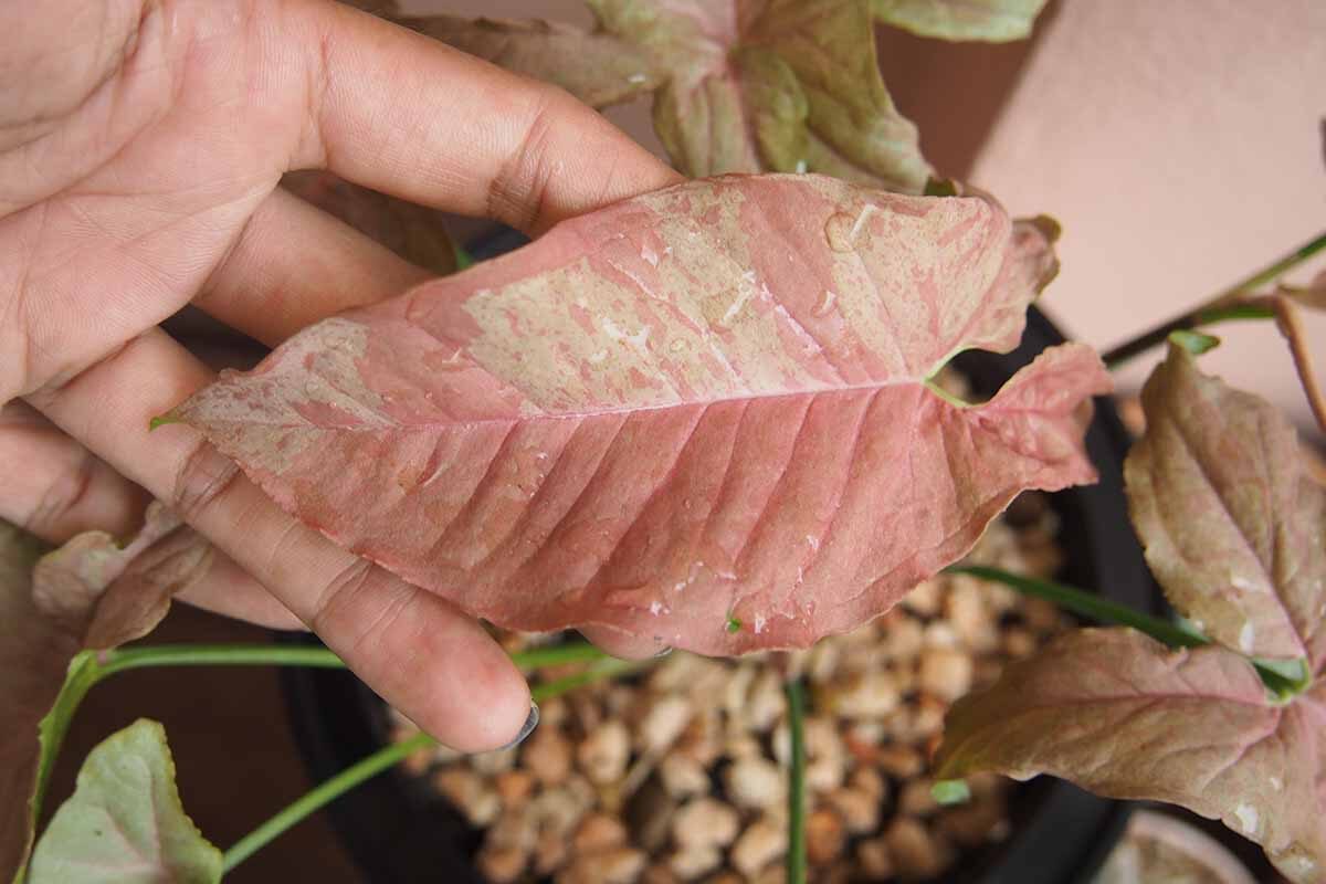 arrowhead vine spider mites webbing