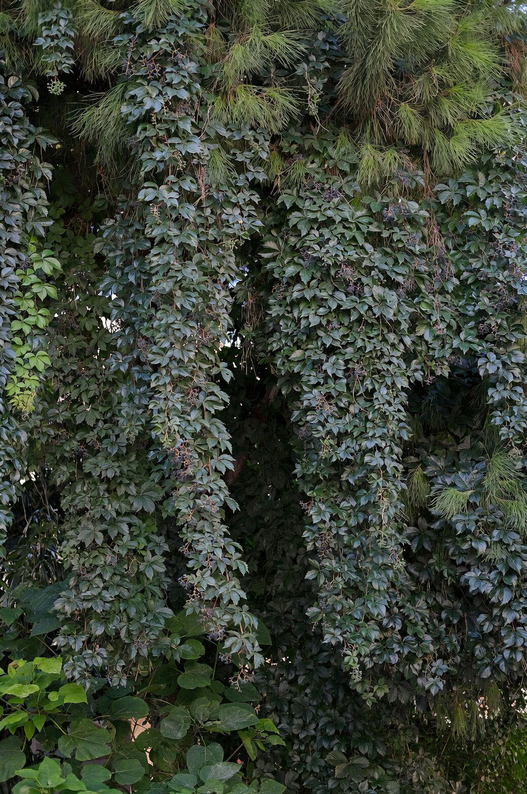 arrowhead vine on moss pole