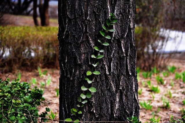 From Rainforest Understory to Bookshelf Star: The Shapeshifting Journey of Syngonium podophyllum