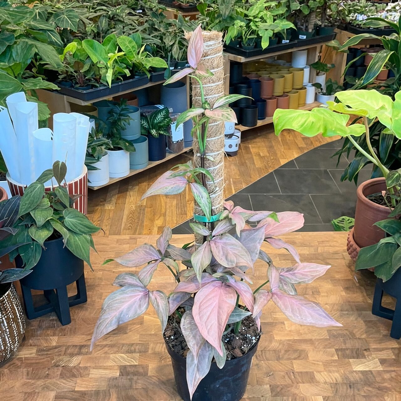 syngonium on indoor moss pole