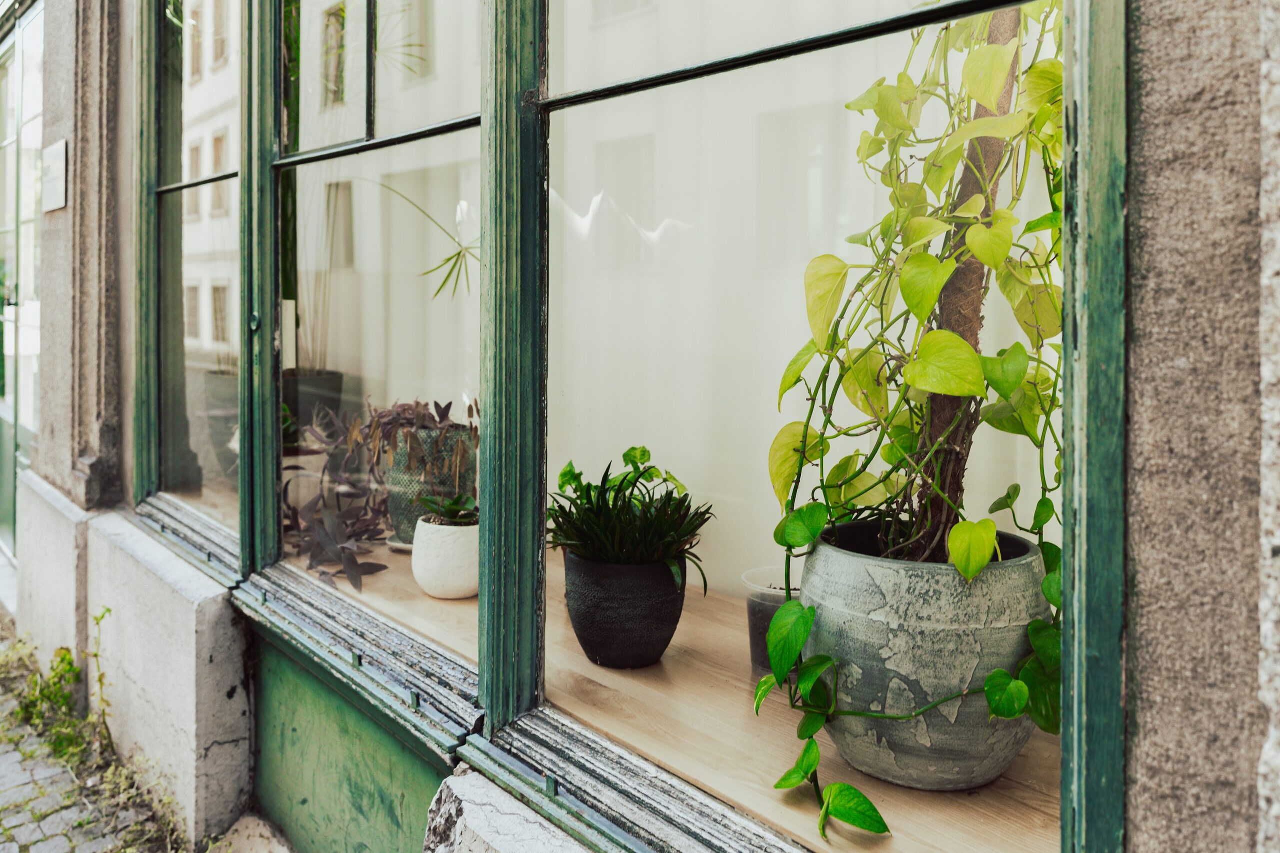 syngonium hanging basket bright window