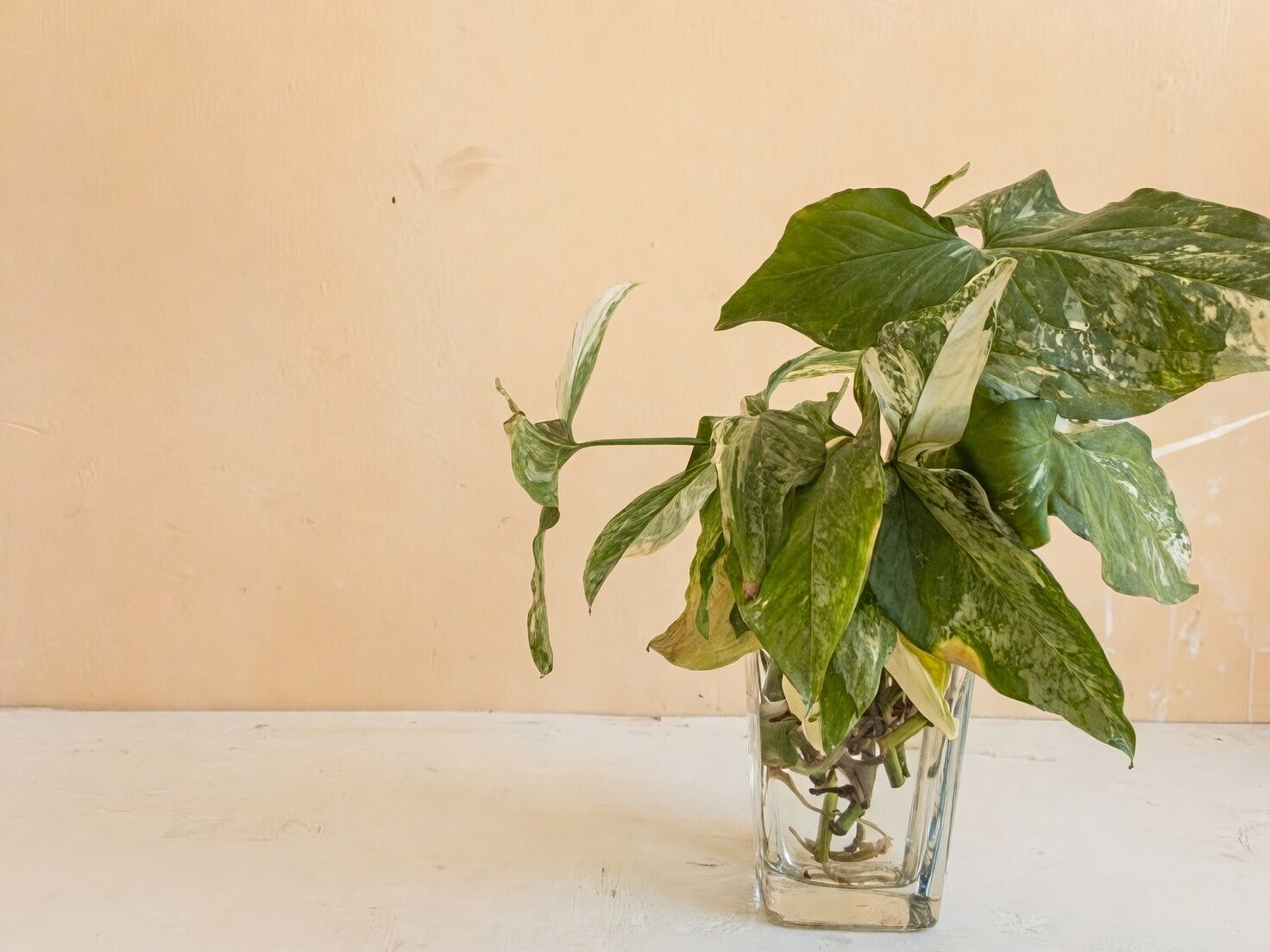 variegated syngonium leaves close up