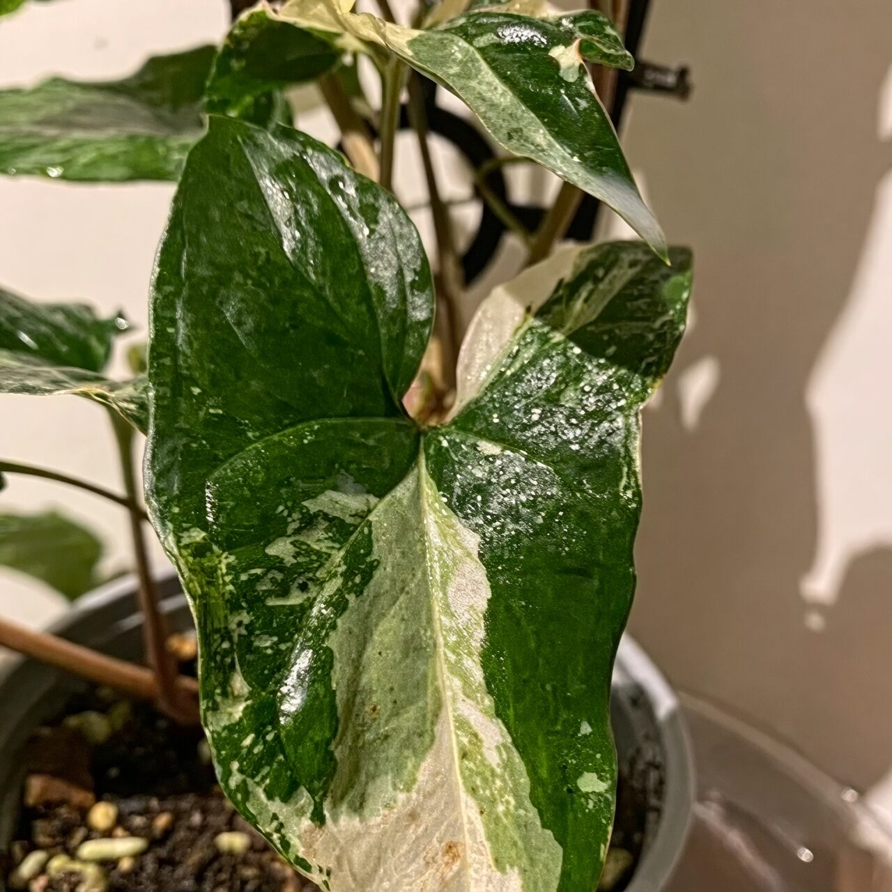 Why Do Arrowhead Leaves Change Shape? The Science and Styling of Juvenile vs. Adult Syngonium