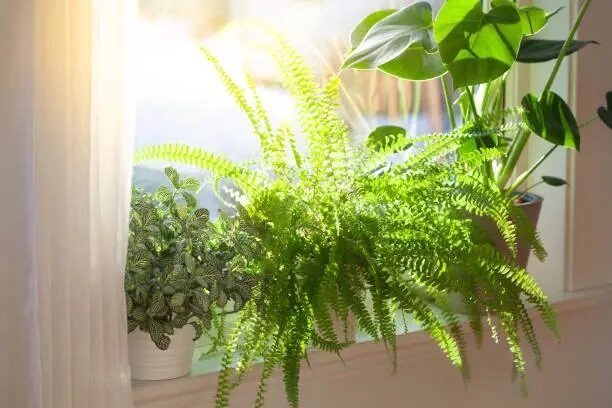 syngonium variegated bright window sheer
