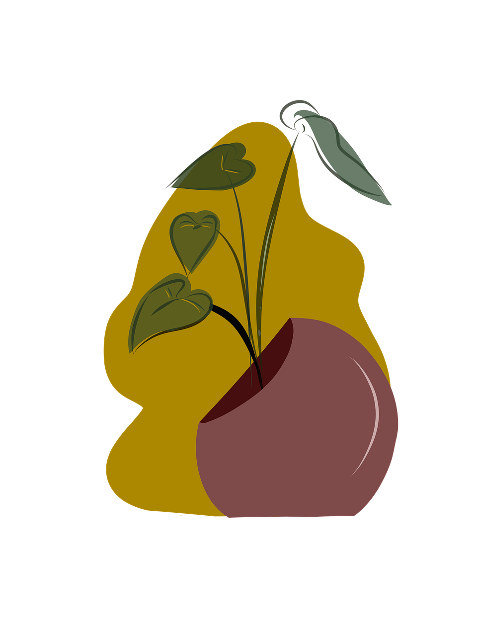 syngonium watering airy aroid mix