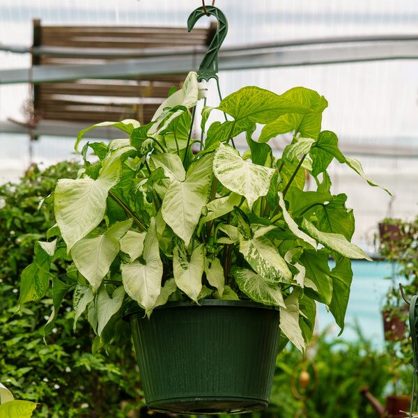 syngonium hanging basket living room